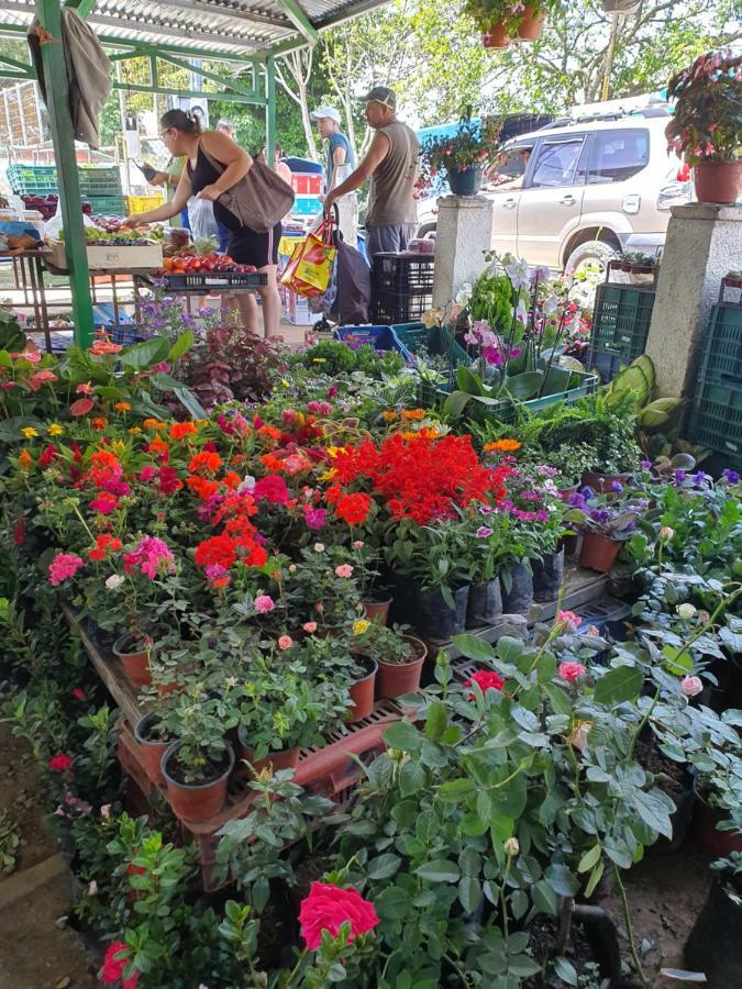 Turrialba Bed & Breakfast Εξωτερικό φωτογραφία